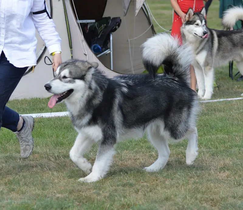 Photo of an Alaskan Malamute