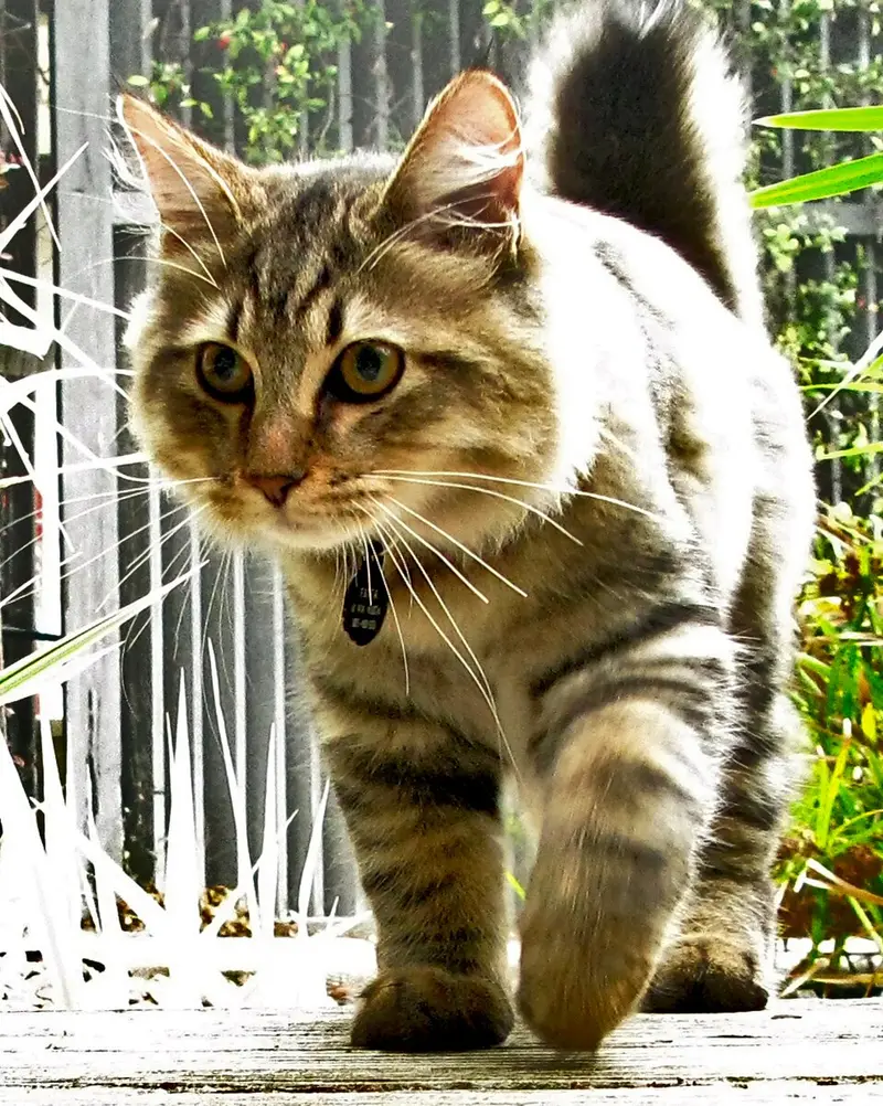 Photo of an American Bobtail cat