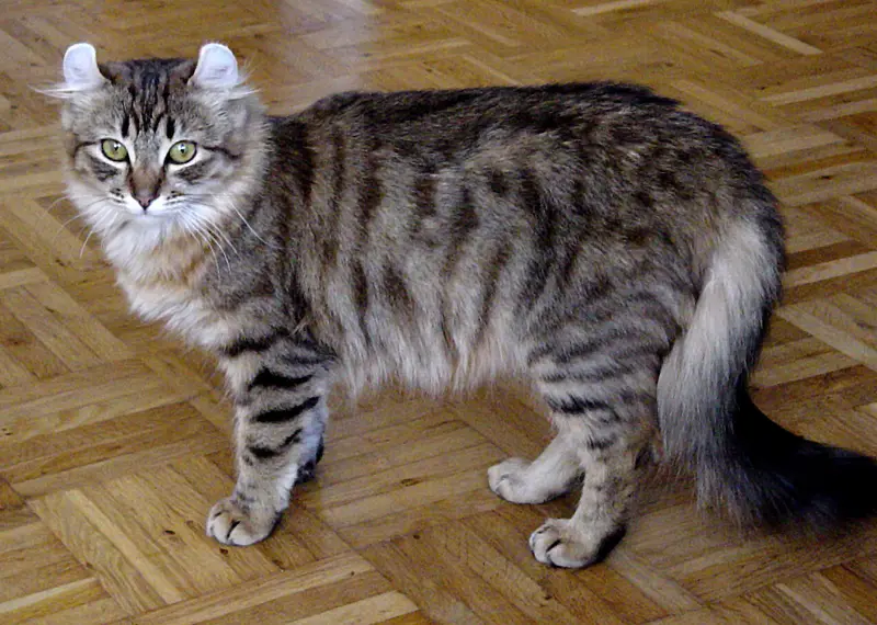 Photo of an American Curl cat