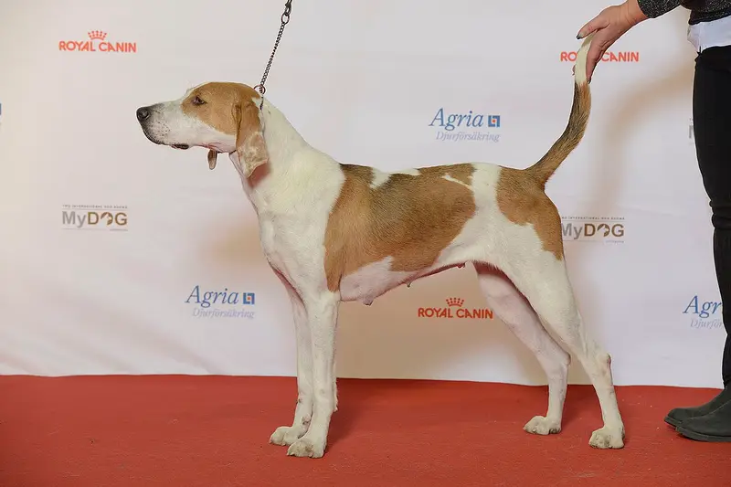 Photo of an American Foxhound