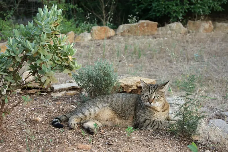 Photo of an American Shorthair cat