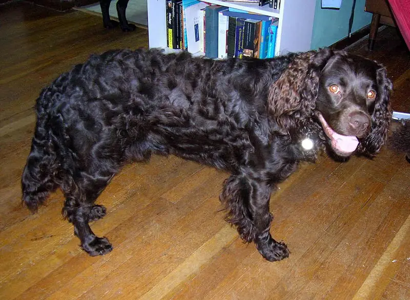 Photo of an American Water Spaniel