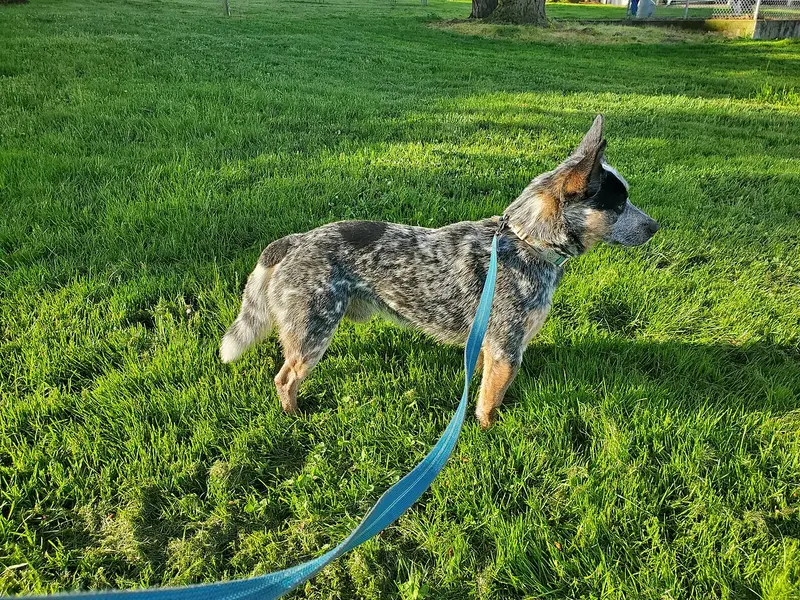 Photo of an Australian Cattle Dog