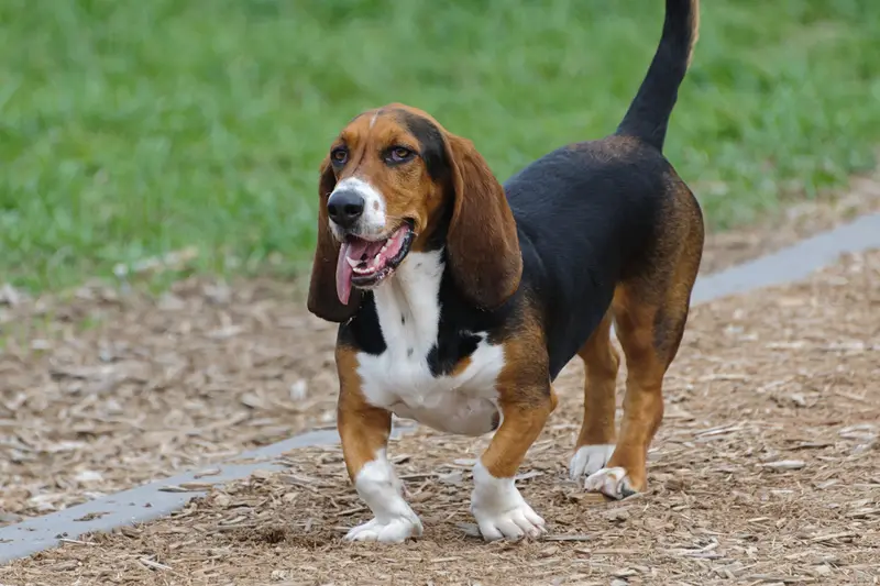 Photo of a Basset Hound