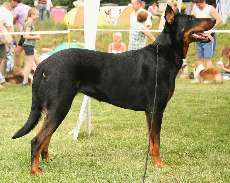 Photo of a Beauceron