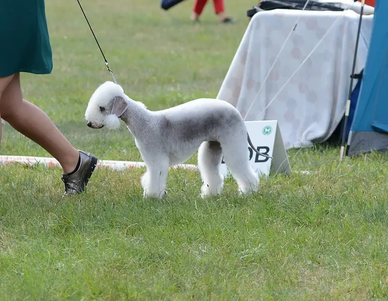 Photo of a Bedlington Terrier