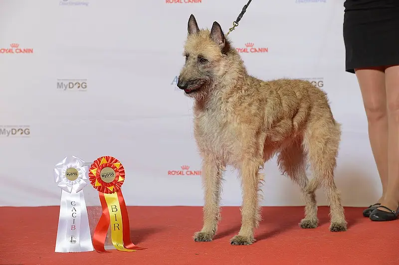 Photo of a Belgian Laekenois