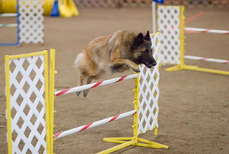 Photo of a Belgian Tervuren