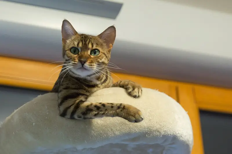 Photo of a Bengal cat
