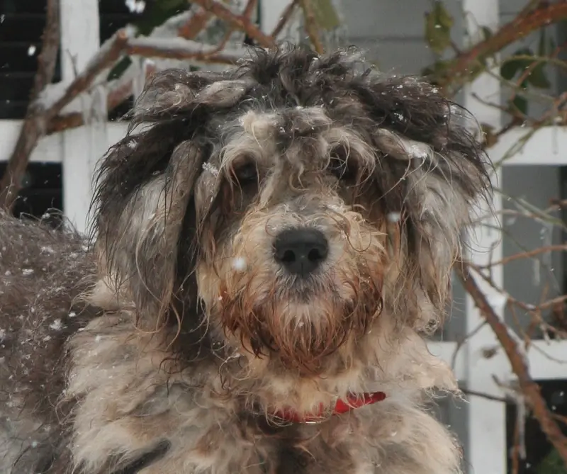 Photo of a Bergamasco Sheepdog
