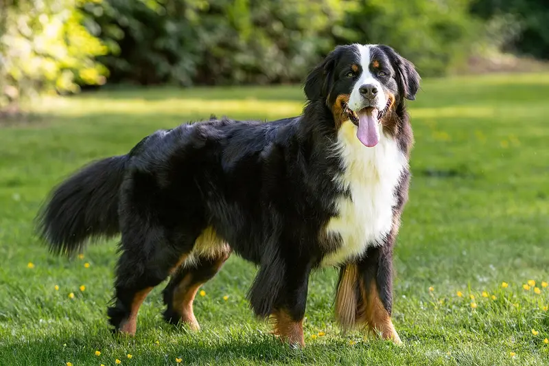 Photo of a Bernese Mountain Dog