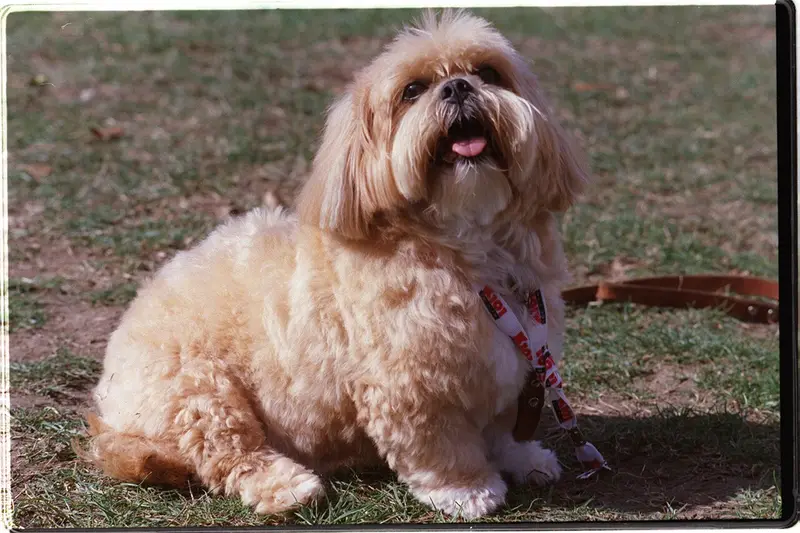 Photo of a Bichon Frise