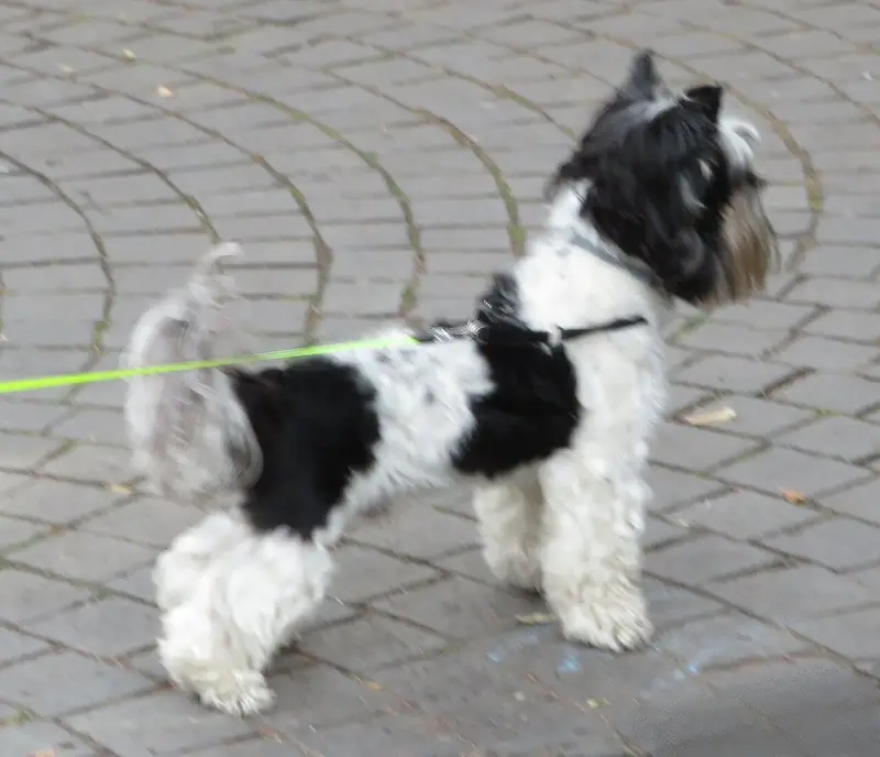 Photo of a Biewer Terrier