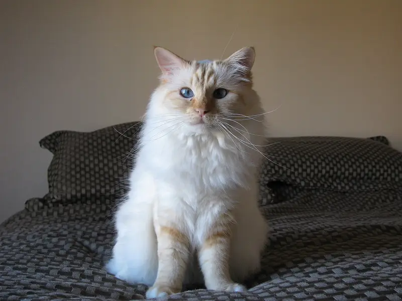 Birman cat with blue eyes and cream and white fur sitting on a dark cushion