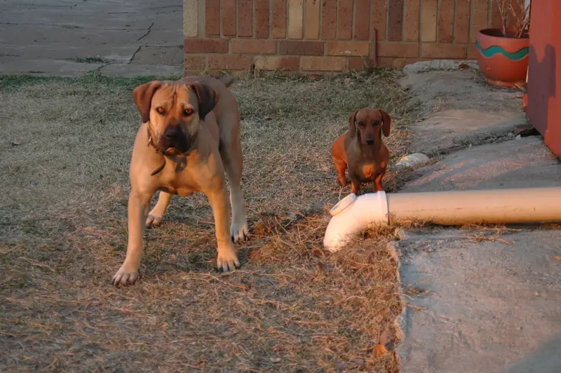 Photo of a Boerboel