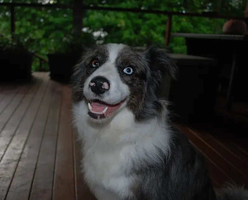Photo of a Border Collie