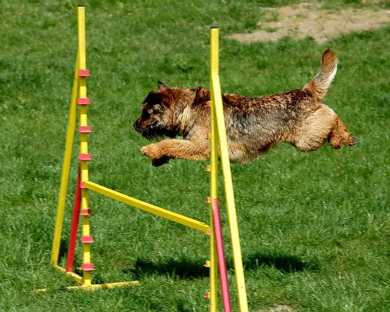 Photo of a Border Terrier