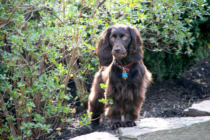Photo of a Boykin Spaniel