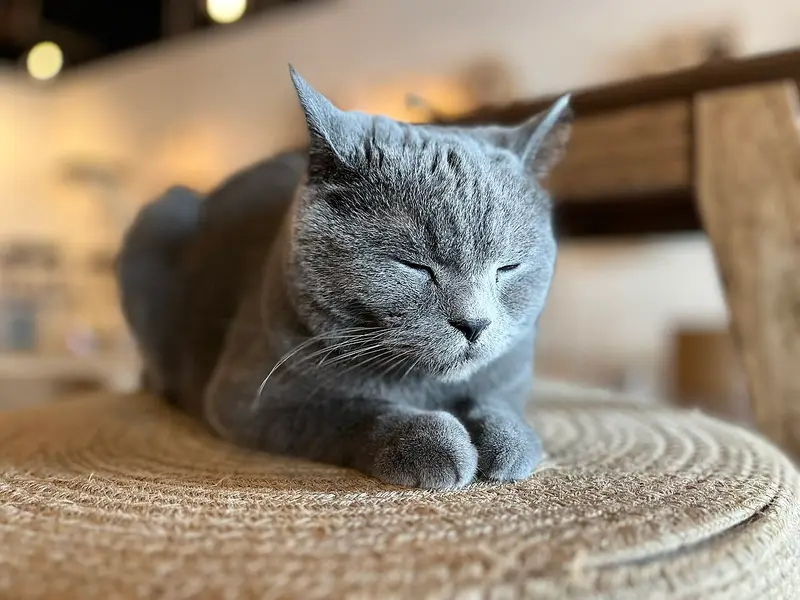 Gray British Shorthair lying with its eyes closed on a woven mat