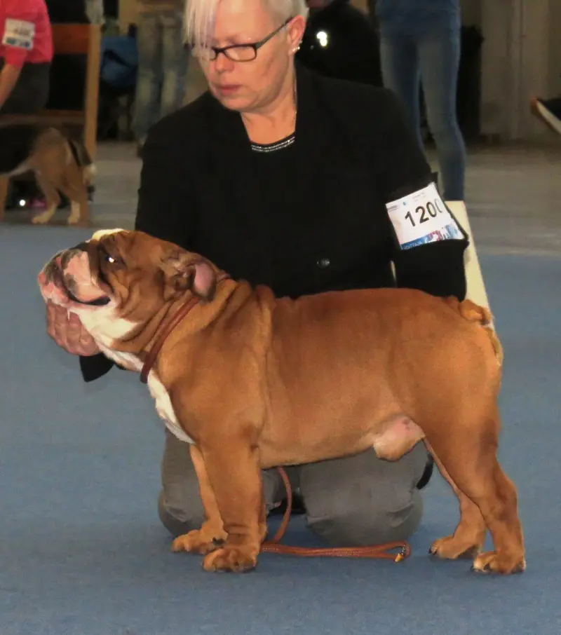 Photo of a Bulldog