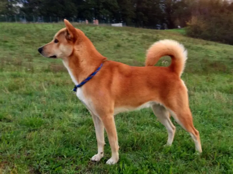 Photo of a Canaan Dog