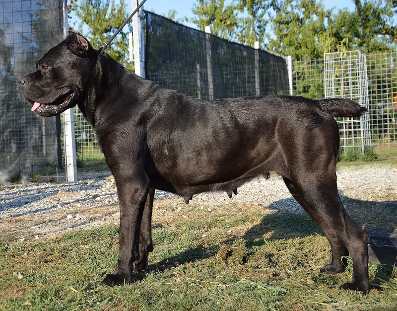 Photo of a Cane Corso