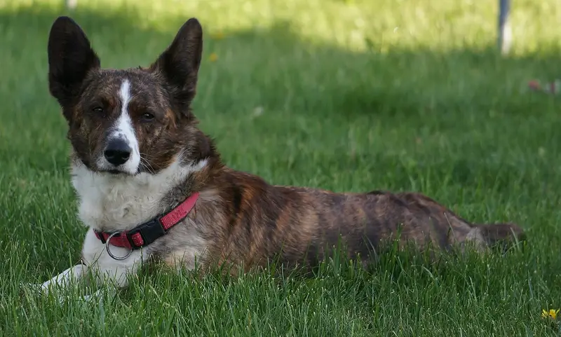 Photo of a Cardigan Welsh Corgi