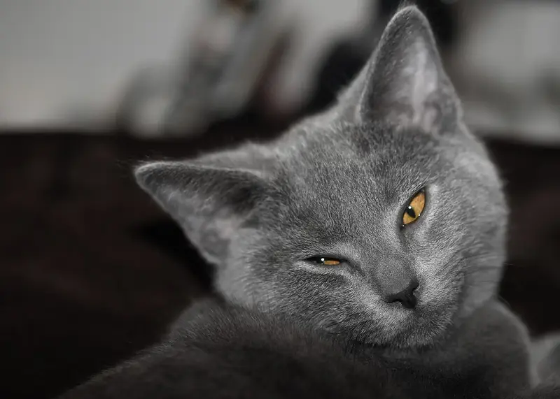 Photo of a Chartreux cat