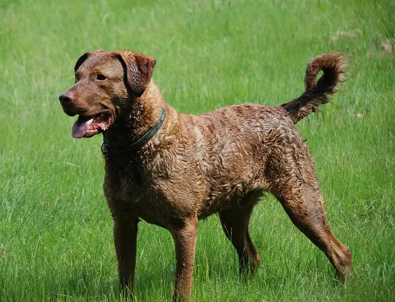 Photo of a Chesapeake Bay Retriever