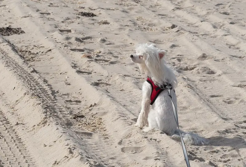 Photo of a Chinese Crested