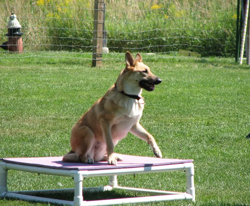 Photo of a Chinook