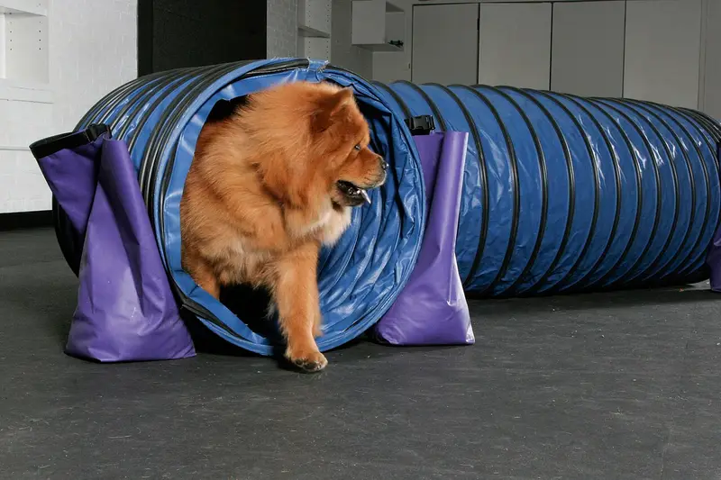 Photo of a Chow Chow