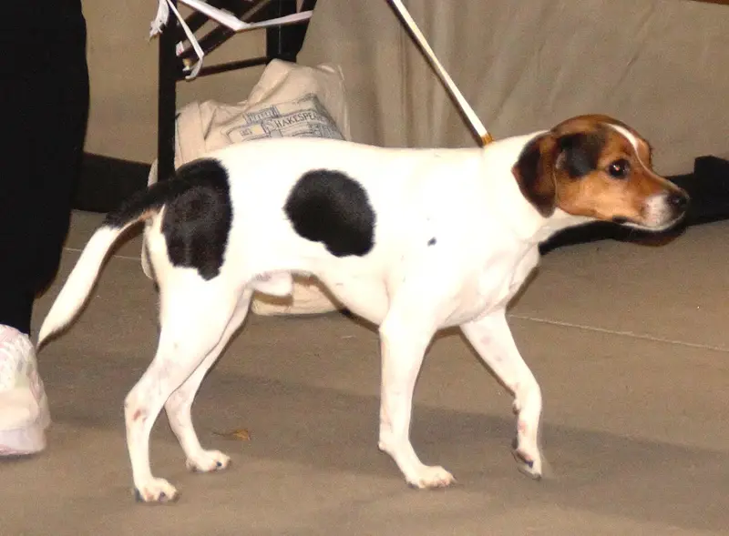 Photo of a Danish-Swedish Farmdog