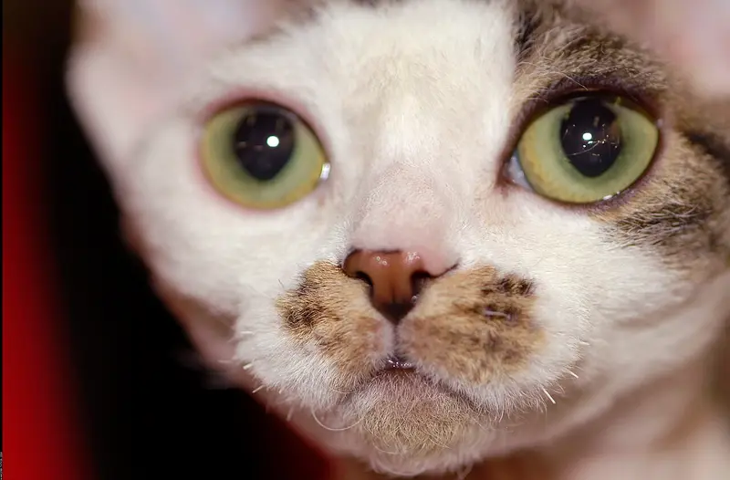 Photo of a Devon Rex cat