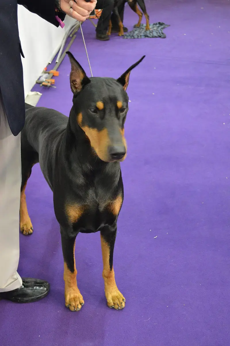 Black and tan Doberman Pinscher standing on a purple show floor