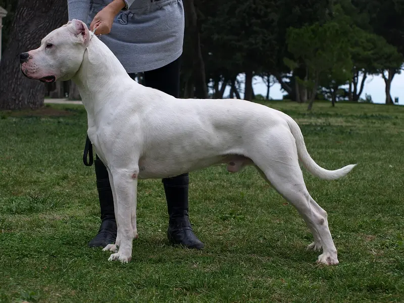 Photo of a Dogo Argentino
