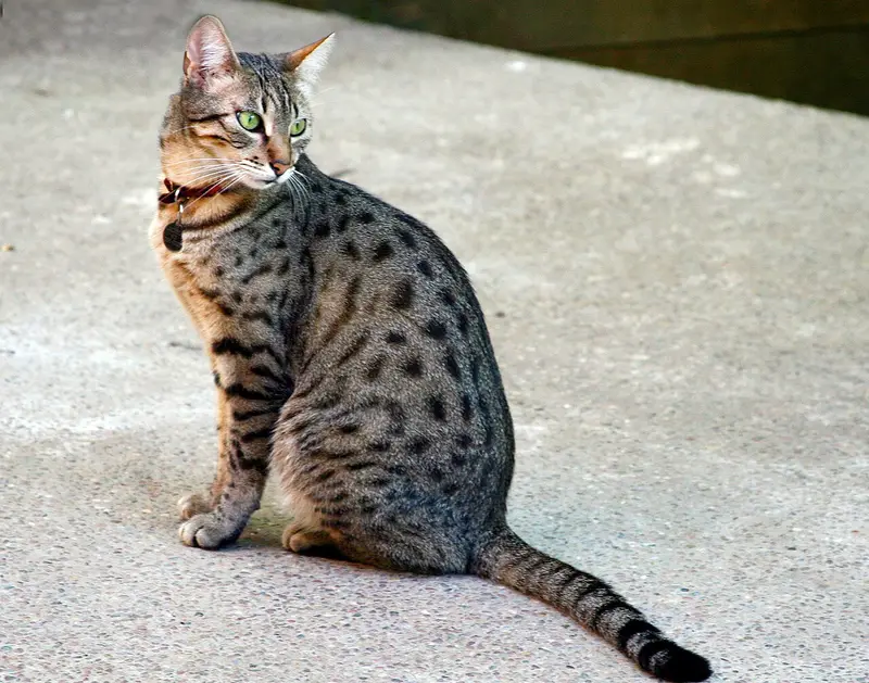 Photo of an Egyptian Mau cat