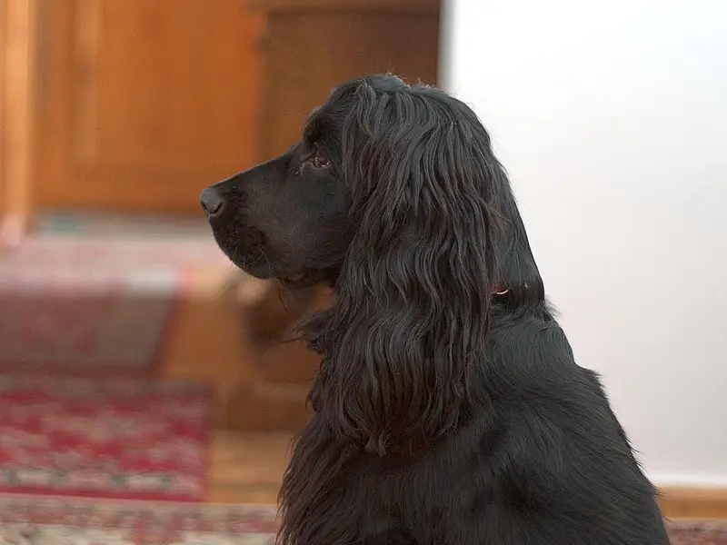 Photo of an English Cocker Spaniel