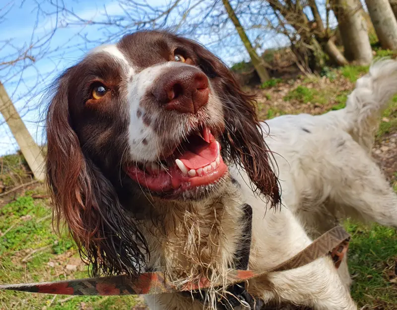 Photo of an English Springer Spaniel