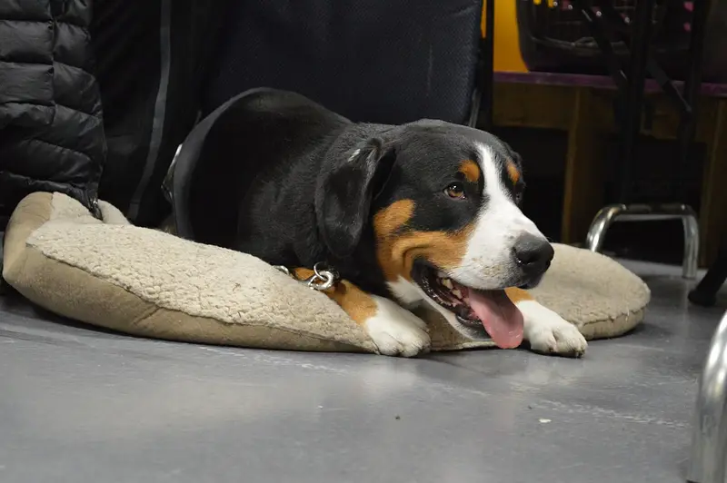 Photo of an Entlebucher Mountain Dog