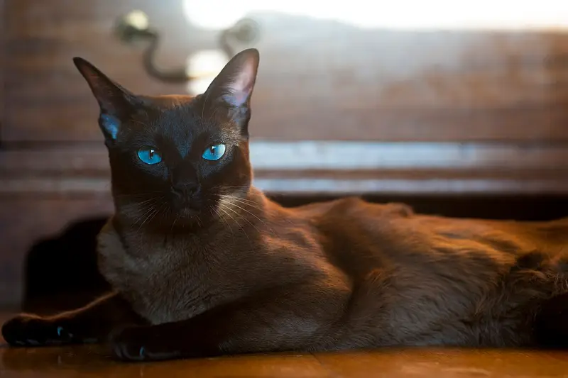 Photo of an European Burmese cat