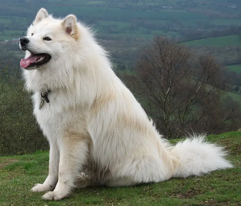 Photo of a Finnish Lapphund