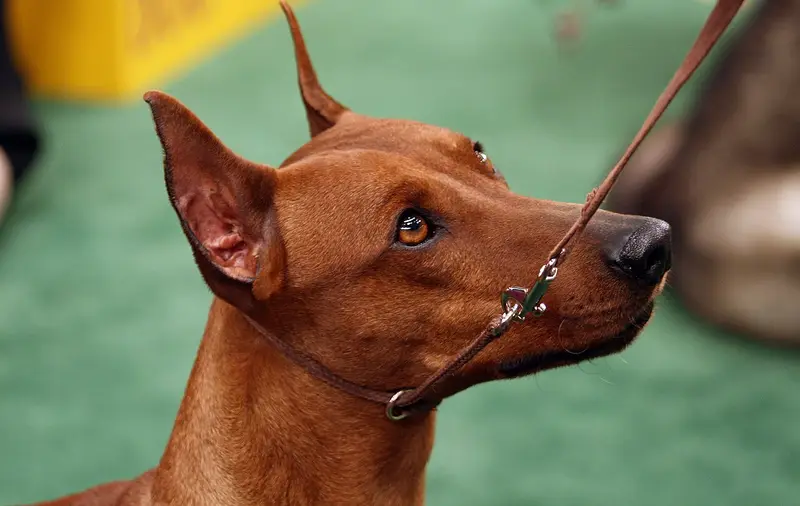 Photo of a German Pinscher