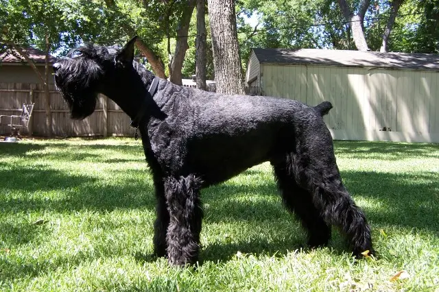 Black Giant Schnauzer standing in profile on a lawn