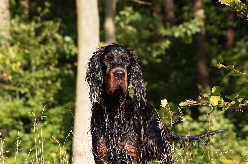 Photo of a Gordon Setter