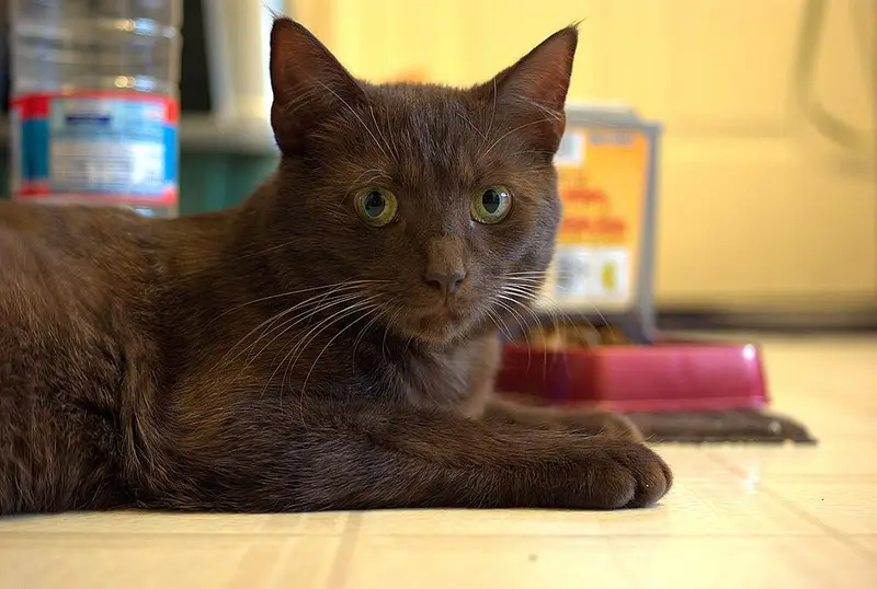 Photo of a Havana Brown cat