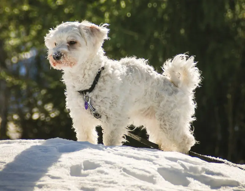 Photo of a Havanese