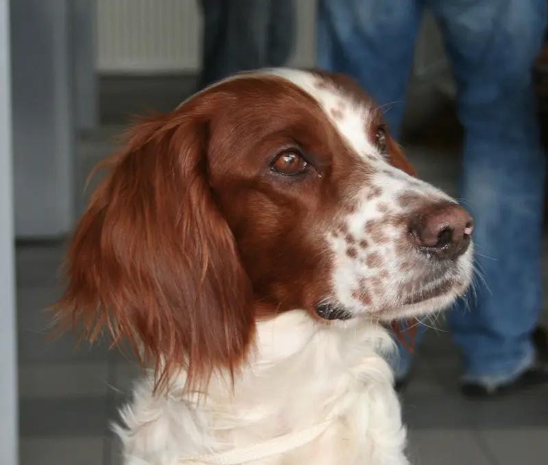 Photo of an Irish Red and White Setter