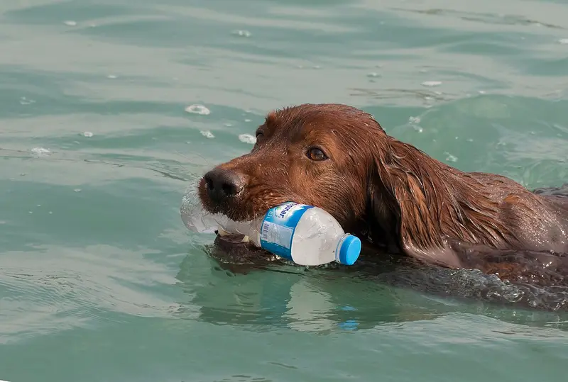 Photo of an Irish Setter