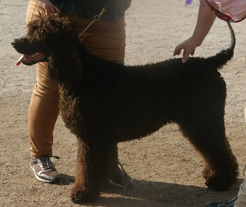 Photo of an Irish Water Spaniel
